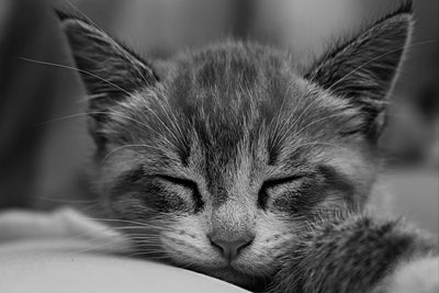 10 Tipps für einen erholsamen Katzenschlaf